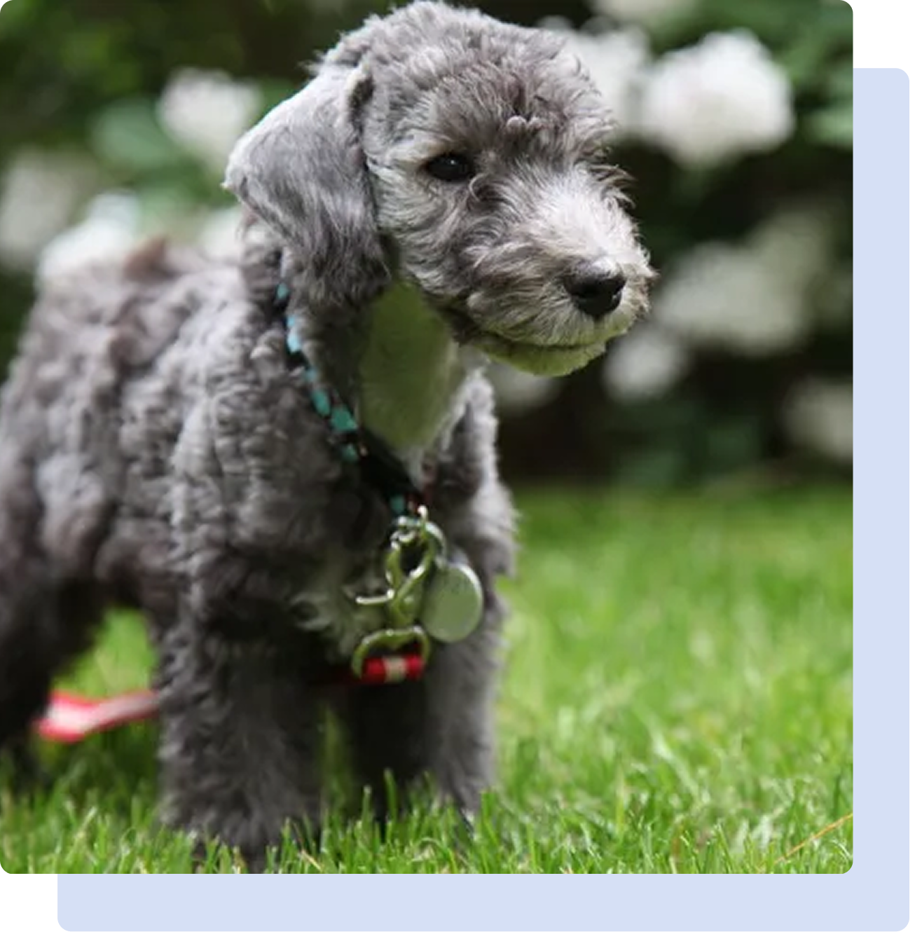 Gray fluffy puppy standing on grass.